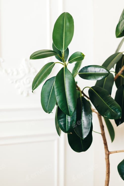 Preview: Green ficus in interior of a modern living room, close-up.