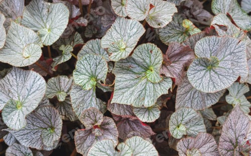 Preview: Closeup image of Begonia leaves in the garden
