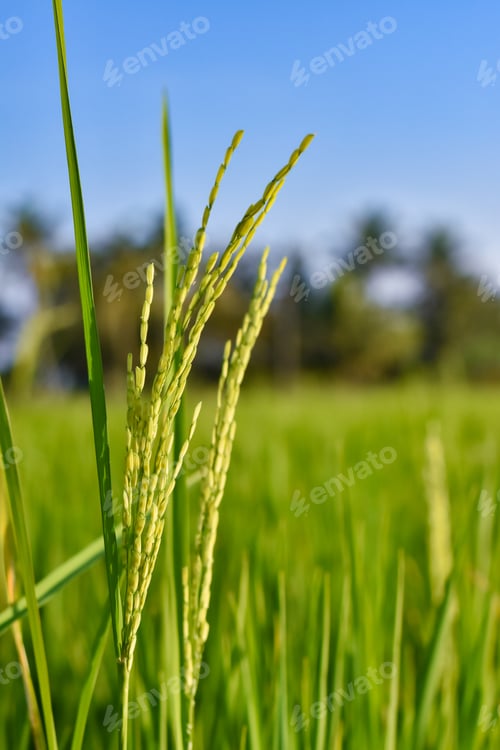 Preview: Selective focus on ear of rice. Green paddy field. Rice plantation. Organic rice farm in Thailand