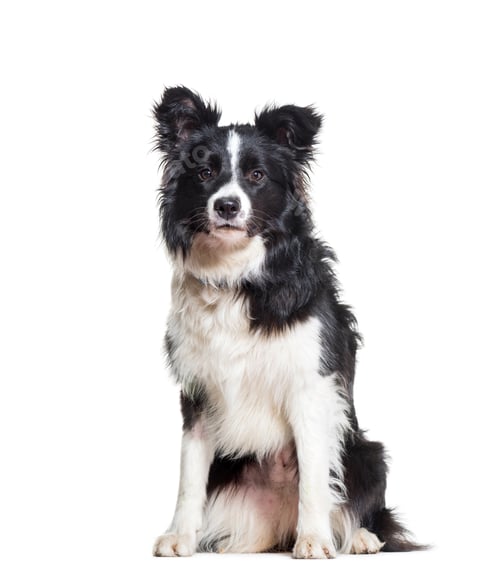 Preview: Border Collie dog sitting, cut out