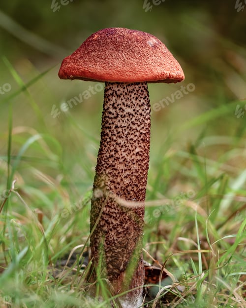 Preview: Tall Leccinum aurantiacum bolete