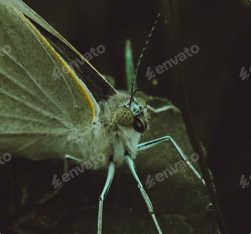 Preview: a white moth resting on a leaf