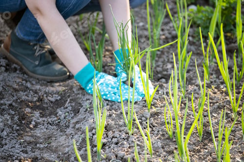Preview: Closeup photo of woman digging out onion with spade