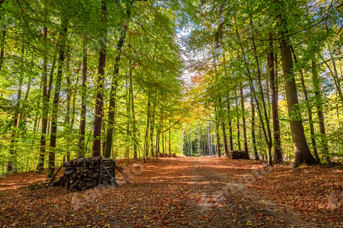Preview: Breathtaking and colorful forest in the fall, Poland