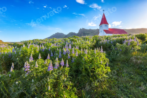 Preview: Impressive view of Vikurkirkja christian church in blooming lupine flowers.
