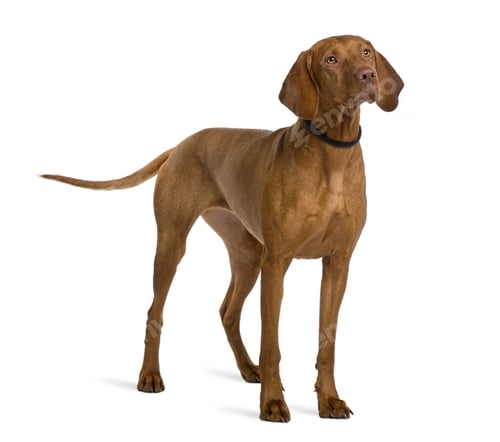 Preview: Viszla dog, 2 years old, standing in front of white background