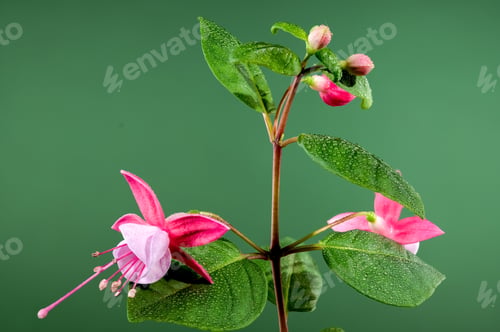 Preview: Blooming pink Fuchsia Claudia on a green background