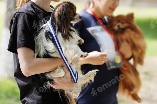Preview: Owner holds a Papillon dog in his arms during awarding of a medal and a cup at competitions. Agility