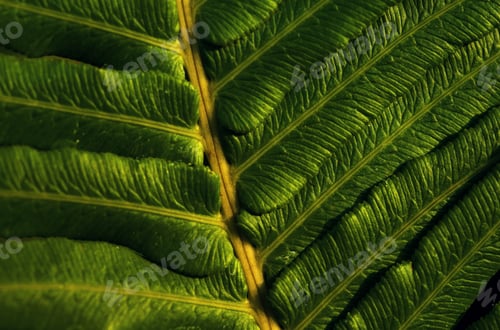 Preview: Close-up view of the green fern leaves in tropical forest