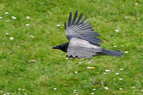 Preview: Hooded crow (Corvus cornix)