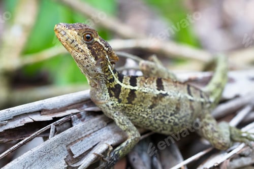 Preview: Striped Basilisk on the Forest Floor in Costa Rica
