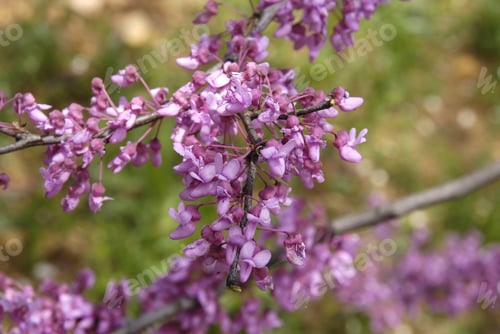 Preview: Closeup shot of the blossoming, beautiful Easter redbud flowers