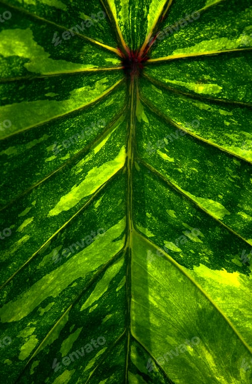 Preview: Background of the natural pattern of leaf