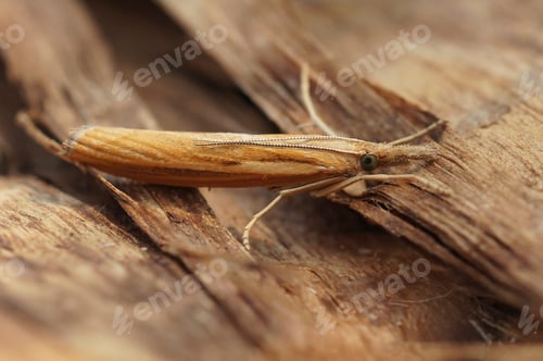 Preview: Closeup on a Common grass veneer moth, Agriphila tristella, sitting on wood