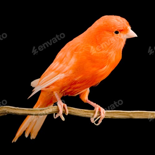 Preview: Red canary on its perch
