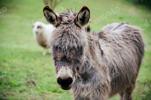 Preview: Donkey in country yard.