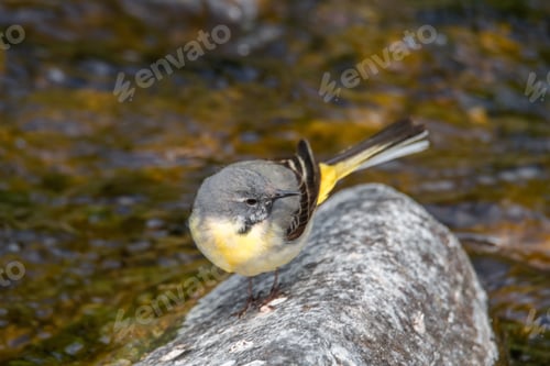 Preview: Grey wagtail (Motacilla cinerea) perched on a rock