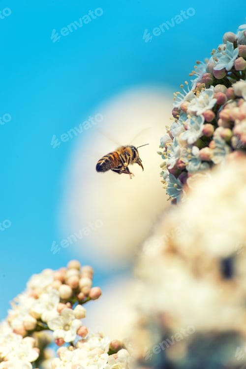 Preview: Bee on white flowers