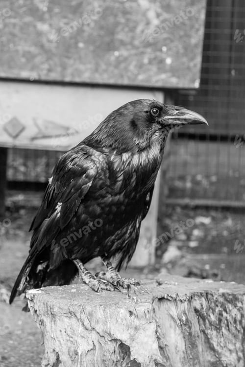 Preview: Beautiful black crows sit on a stump