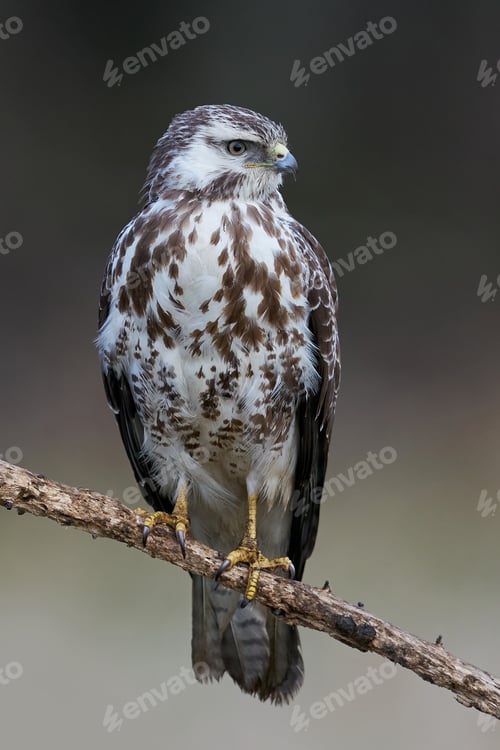 Preview: Common buzzard (Buteo buteo)