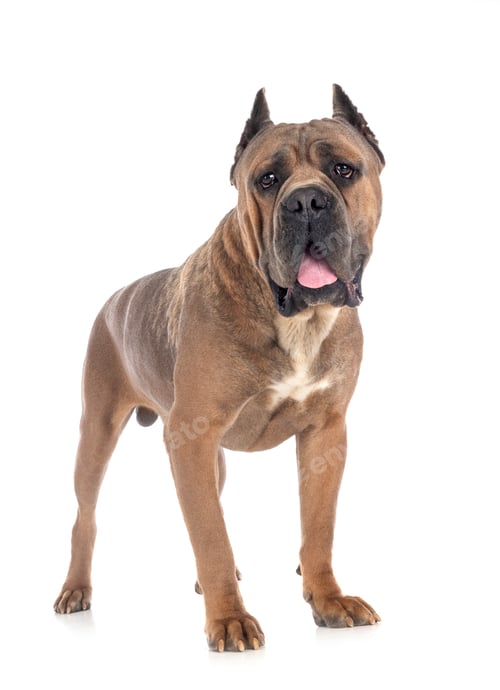 Preview: adult cane corso