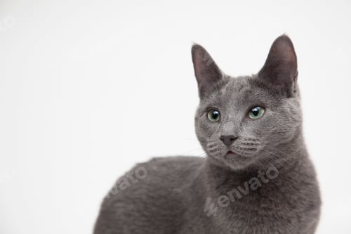 Preview: A curious grey cat looks intently off to the side.