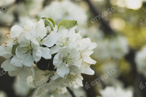 Preview: Blooming tree with beautiful white fragrant smelling flowers in the rays of the sun in spring