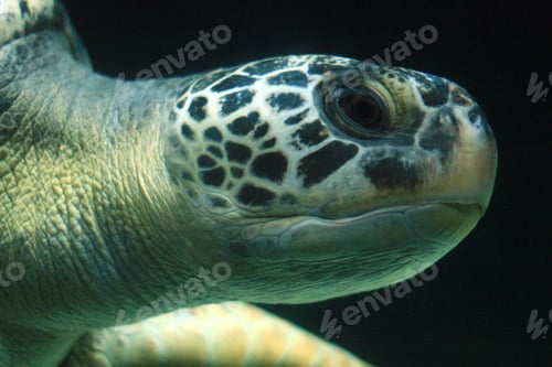 Preview: Sea Turtle - Vancouver Aquarium, Vancouver, Canada