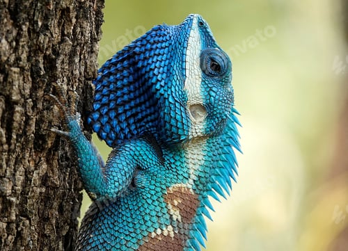 Visualização: Vibrant blue lizard clings to a tree using its front paws, perched atop a textured bark surface.