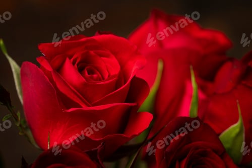 Preview: Detail of red roses