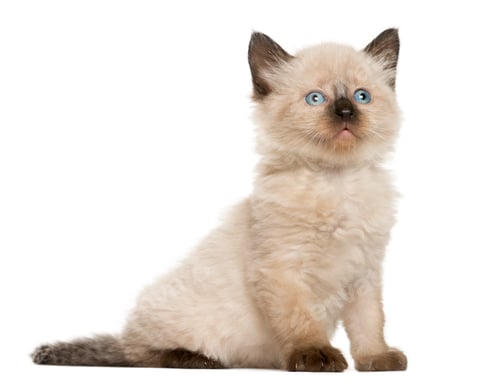 Preview: Kitten in front of white background