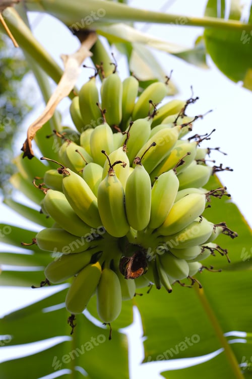 Preview: Bunch of fresh green bananas hanging from a banana tree