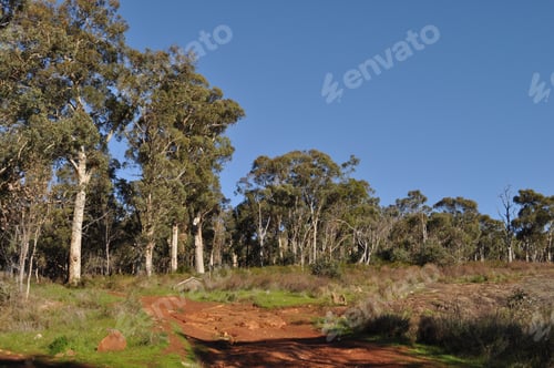 Preview: Typical Australian landscape. Eucalyptus trees and red dirt track in the spring,