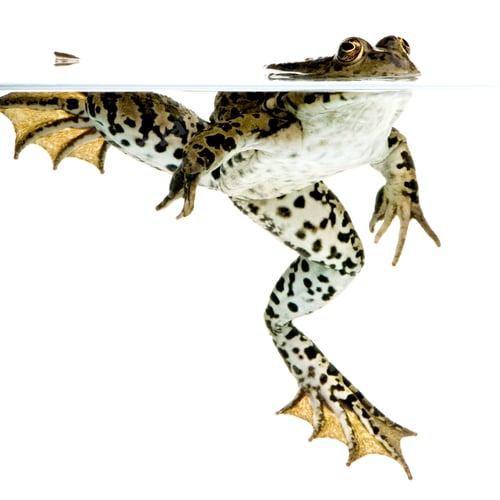 Preview: surfacing Frog