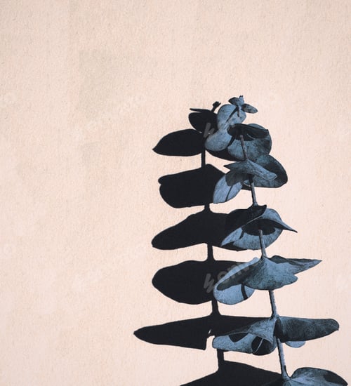 Preview: Plant and Shadows