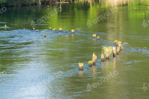 Preview: Old Pilings Stand In The Green River In Tukwila, Washington.