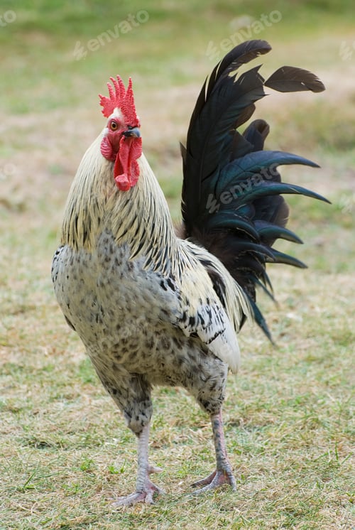 Preview: Motley cock with a black tail close-up.