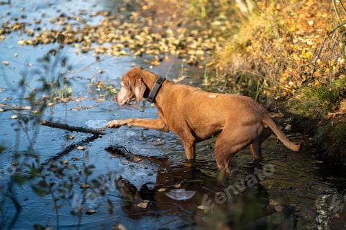 Preview: Playful hunting dog climbing into water for stick, breaking fragile autumn ice on surface of water.