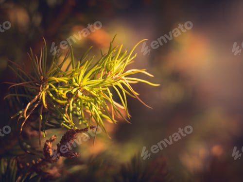 Preview: Spruce tree needles macro shot