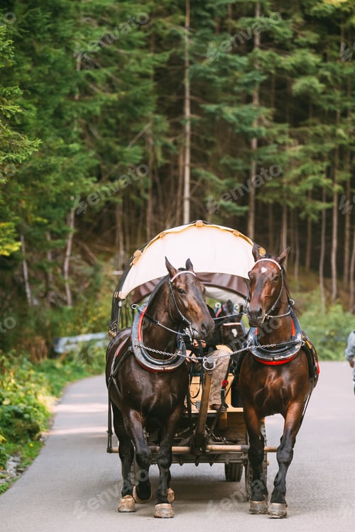 Preview: Tatra National Park, Poland. Man In National Traditional Polish Folk Ethnic Costumes Ride A Cart
