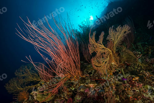 Preview: Sea Whips underwater at Uepi Elbow, Uepi Island, New Britain, Solomon Islands