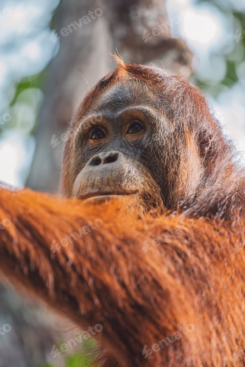 Preview: Orangutans