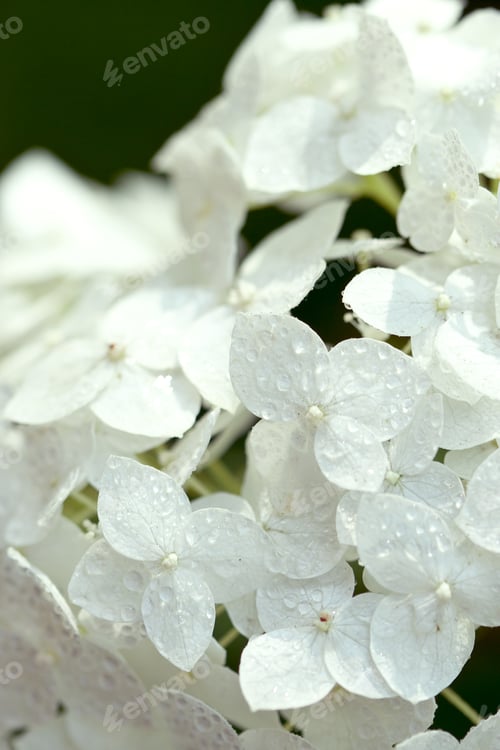 Preview: white hydrangea