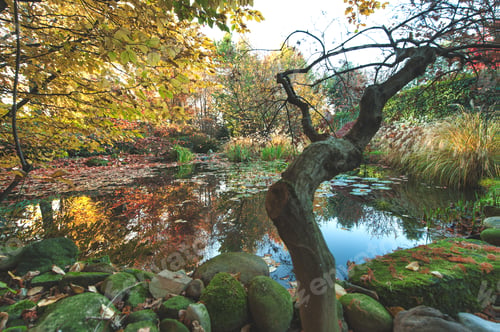Preview: Autumn with plants and pond