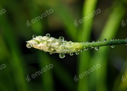 Preview: Closeup morning dew on a white flower