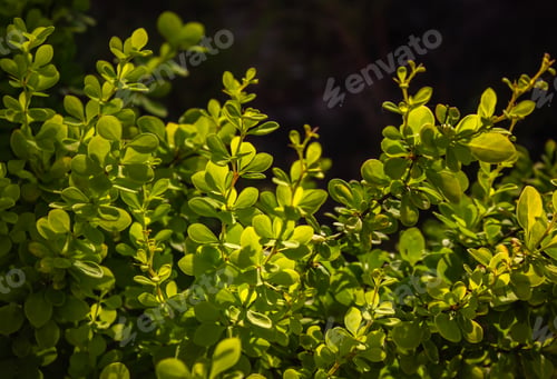 Preview: Background, texture of green, yellow leaves, foliage of the barberry thunbergii aurea.