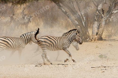 Preview: Plains zebras running on dusty plains