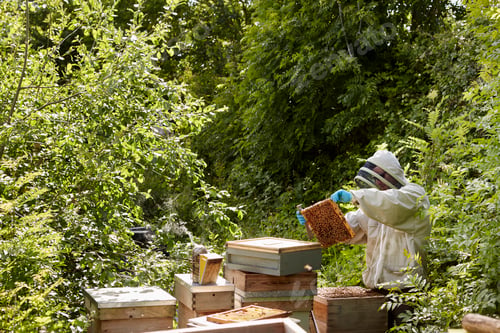 Preview: A beekeeper inspecting the bee hives in an allottment garden plot.