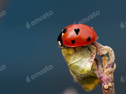 Preview: heart form love bug