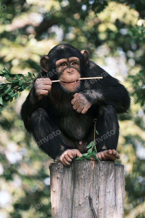 Preview: Chimpanzee perched on a tree log, snacking on foliage